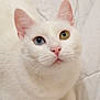 cat, white_cat, heterochromia, blue_eye, green_eye, pet, animal, feline, whiskers, pink_nose, ears, soft_fur, lying_down, indoor, bed, blanket, close_up, cute, curious, domestic_cat
