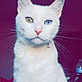 cat, white_cat, heterochromia, green_eye, blue_eye, pet, animal, feline, whiskers, ears, portrait, indoor, domestic, cute, closeup, fur, sitting, pink_nose, mystical, calm