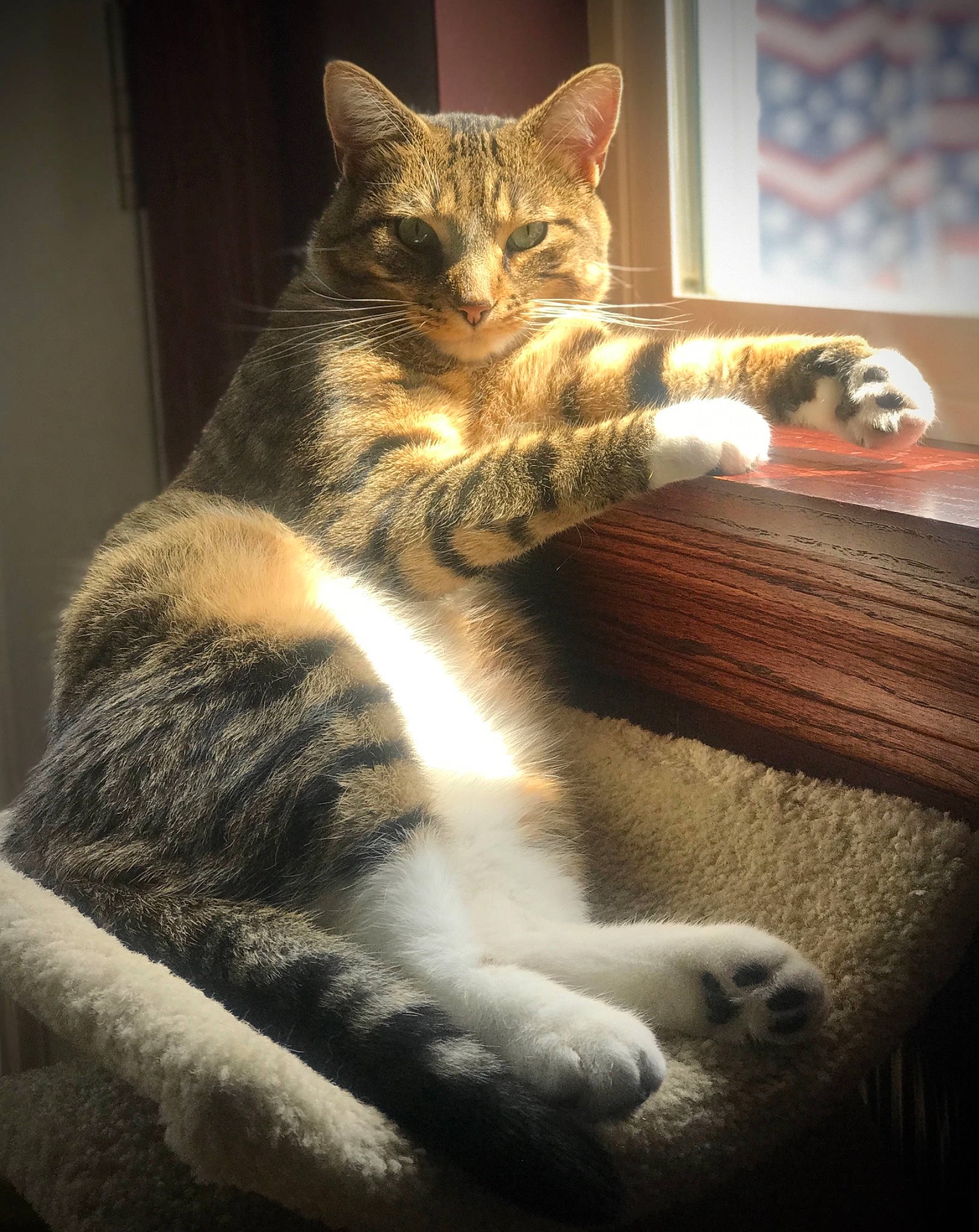 Hobbes is registered to the contest to win money with this photo: carnivore, cat, claw, domestic_short_haired_cat, felidae, fur, paw, small_to_medium_sized_cats, snout, tail, terrestrial_animal, toe, vertebrate, whiskers