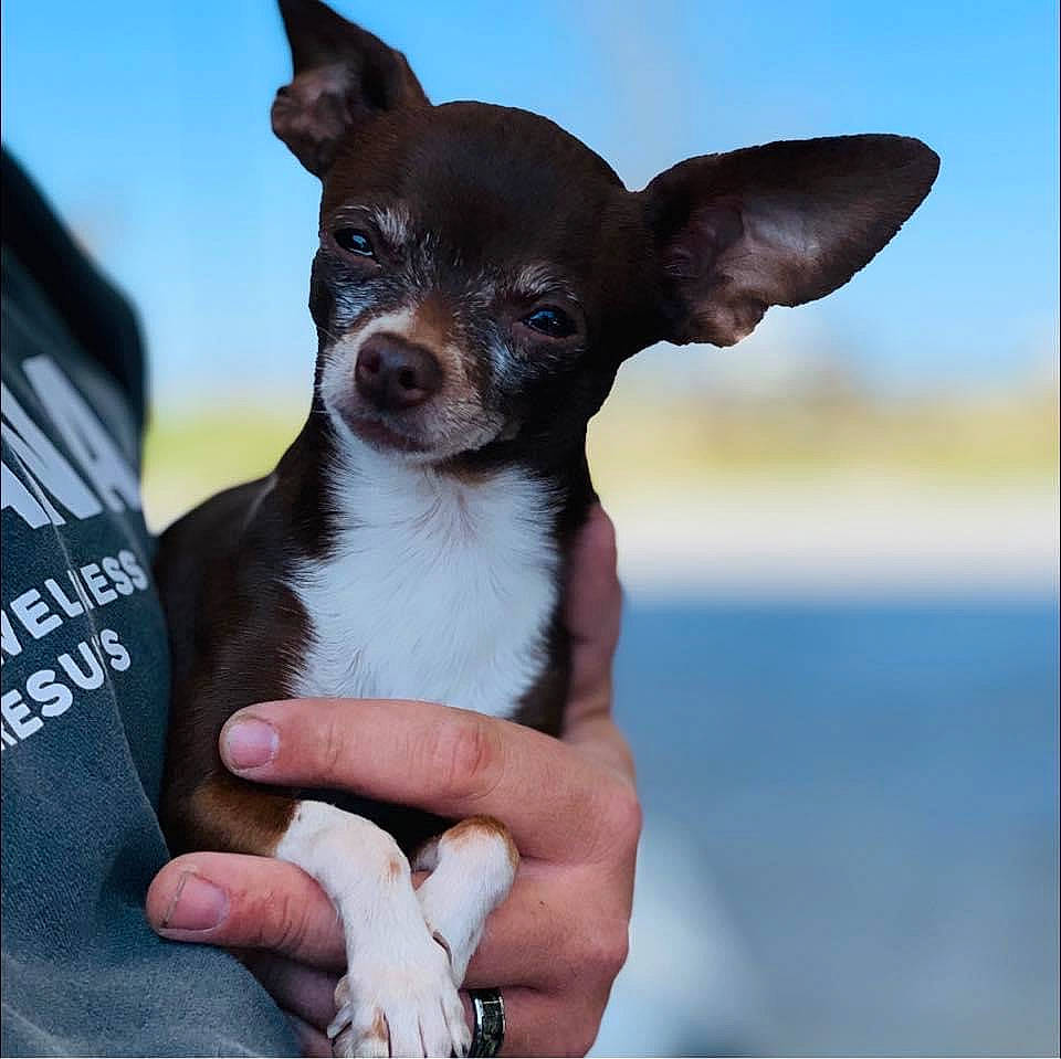 Quinn is registered to the contest to win money with this photo: canidae, carnivore, chihuahua, companion_dog, corgi_chihuahua, dog, dog_breed, ear, fawn, fur, gesture, hand, nail, sky, snout, sporting_group, terrestrial_animal, toy_dog, whiskers, working_animal