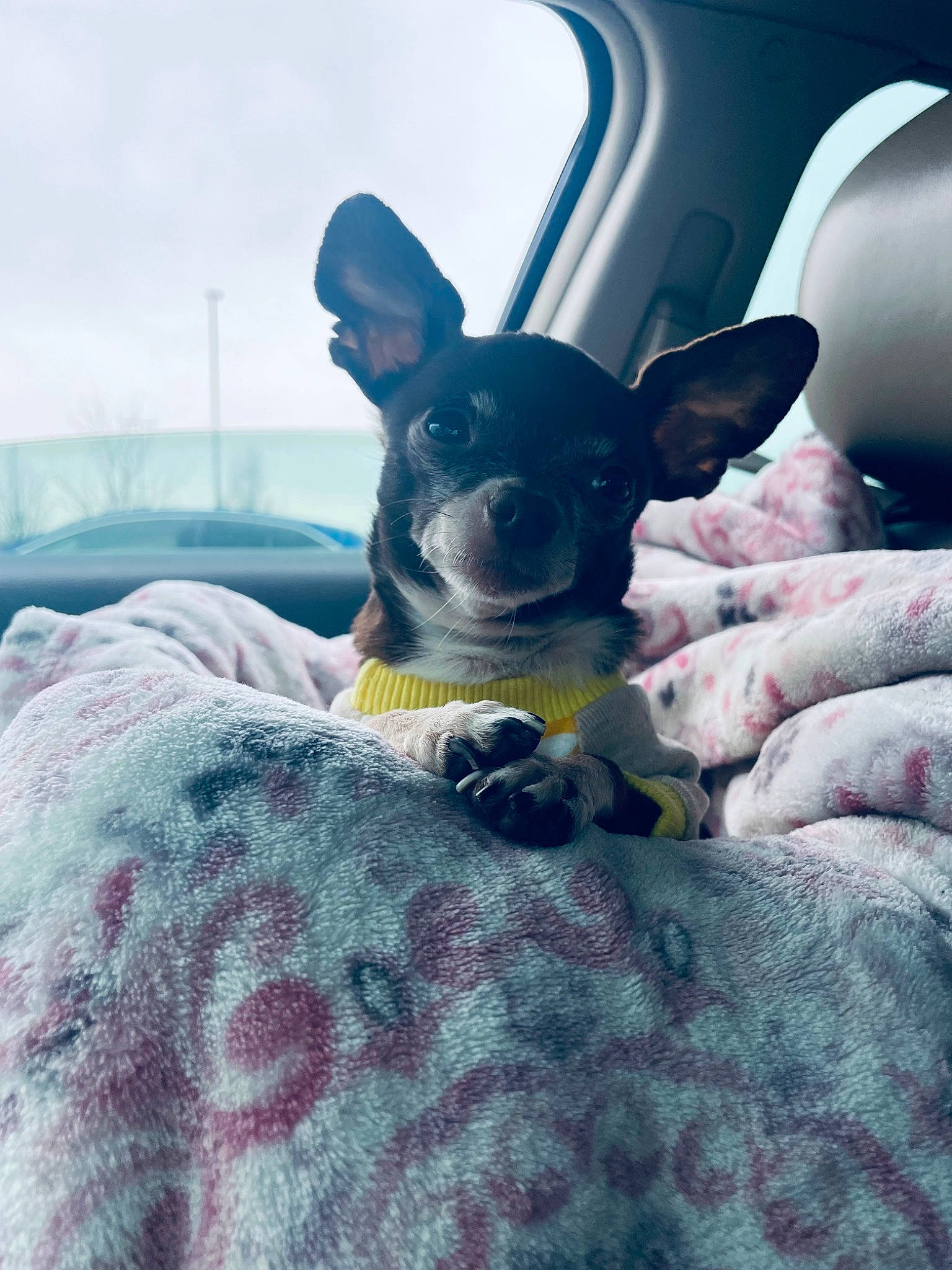 Quinn is registered to the contest to win money with this photo: canidae, carnivore, chihuahua, comfort, companion_dog, dog, dog_breed, fawn, guard_dog, plant, russkiy_toy, sitting, sky, snout, sporting_group, toy_dog, vehicle_door, whiskers, window, working_animal