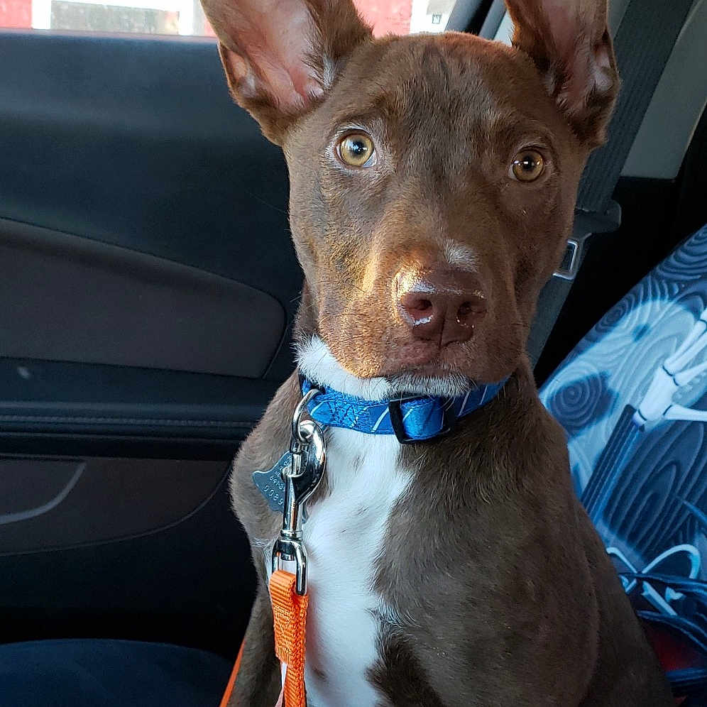 Koda joined the competition — help win amazing prizes! american_pit_bull_terrier, australian_kelpie, canidae, carnivore, collar, dog, dog_breed, dog_collar, ear, fawn, feist, formosan_mountain_dog, hunting_dog, mammal, non_sporting_group, pit_bull, rare_breed_dog, snout, sporting_group, vertebrate