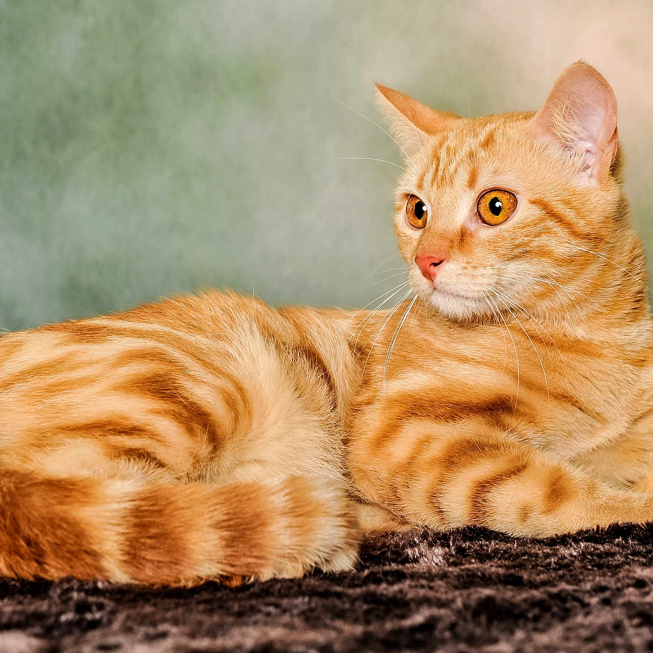 Nala a rejoint le concours — aidez-le/la à gagner de superbes lots ! alert, animal, cat, close_up, cute, domestic_cat, eyes, feline, fur, indoor, lying_down, mammal, orange_tabby, pet, portrait, relaxed, soft_texture, striped, tail, whiskers