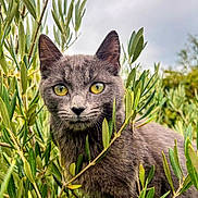 Aqua participe au concours pour gagner de l'argent avec cette photo : cat, gray_cat, yellow_eyes, green_leaves, foliage, outdoor, nature, plant, bush, animal, pet, curious, close_up, portrait, wildlife, soft_light, sky, daylight, mammal, whiskers