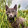 cat, gray_cat, yellow_eyes, green_leaves, foliage, outdoor, nature, plant, bush, animal, pet, curious, close_up, portrait, wildlife, soft_light, sky, daylight, mammal, whiskers