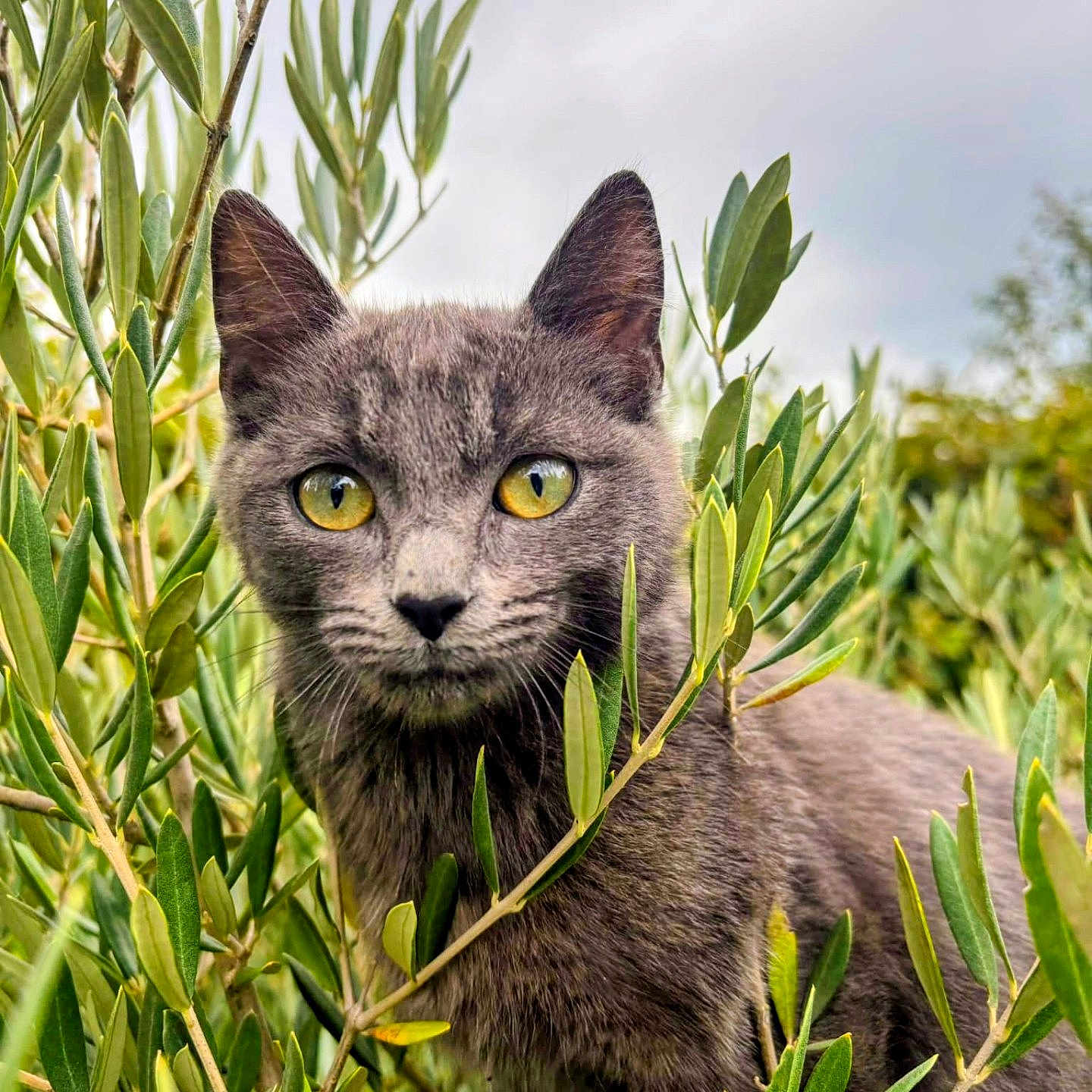 Aqua participe au concours pour gagner de l'argent avec cette photo : animal, bush, cat, close_up, curious, daylight, foliage, gray_cat, green_leaves, mammal, nature, outdoor, pet, plant, portrait, sky, soft_light, whiskers, wildlife, yellow_eyes