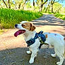 Bear Bear is registered to the contest to win money with this photo: dog, canine, pet, outdoor, nature, path, grass, trees, sunlight, daytime, harness, tongue_out, happy, walking, summer, greenery, animal, mammal, cute, leash