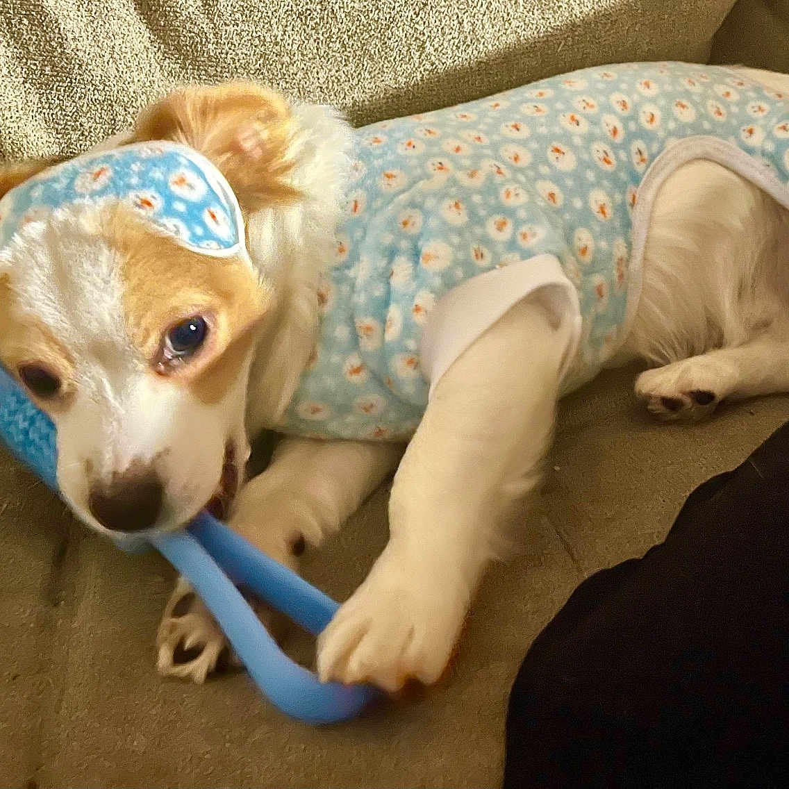 Bear Bear is registered to the contest to win money with this photo: dog, puppy, blue_outfit, toy, couch, playing, chewing, pet, indoor, cozy, cute, animal, fur, white_and_brown, resting, small_dog, fabric, comfortable, relaxed, ears
