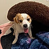 Bear Bear is registered to the contest to win money with this photo: dog, small_dog, tongue_out, brown_and_white, fluffy_cushion, blanket, bed, indoor, cute, pet, playful, happy, resting, cozy, fur, animal, companion, home, cute_pet, canine