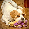 dog, puppy, toy, plush_toy, floor, wooden_floor, pet, animal, lying_down, cute, indoor, brown_and_white, ears, snout, paw, playful, domestic_animal, resting, close_up, companion