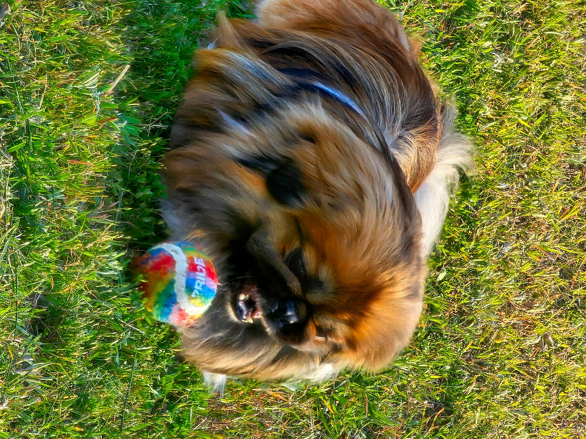 Chan is registered to the contest to win money with this photo: canidae, carnivore, companion_dog, dog, dog_breed, fawn, felidae, fur, grass, liver, plant, sporting_group, tail, terrestrial_animal, whiskers, wildlife