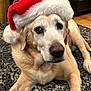 dog, golden_retriever, santa_hat, pet, indoor, carpet, holiday, christmas, fur, cute, canine, animal, domestic_animal, resting, mammal, headwear, brown, white, red, floor