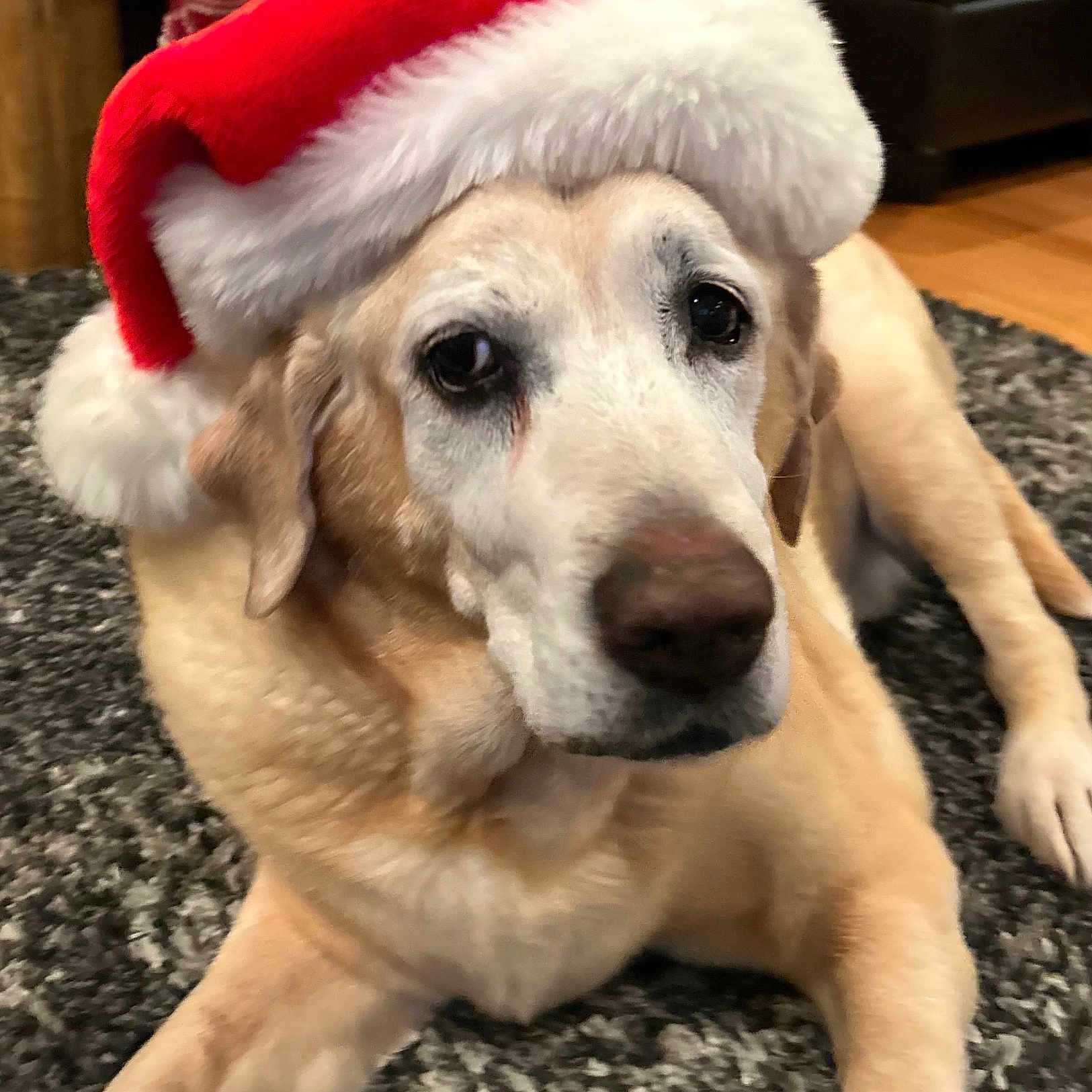 Casey joined the competition — help win amazing prizes! animal, brown, canine, carpet, christmas, cute, dog, domestic_animal, floor, fur, golden_retriever, headwear, holiday, indoor, mammal, pet, red, resting, santa_hat, white