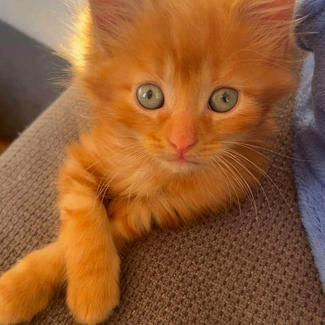 Nala participe au concours pour gagner de l'argent avec cette photo : abyssinian, angora, animal, blanket, cat, citrusfruit, couch, cushion, food, fruit, furniture, homedecor, kitten, manx, orange, person, pet, plant, produce, sleeping