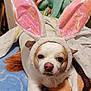 Piggy is registered to the contest to win money with this photo: animal, blanket, box, bunny_ears, christmas, costume, cozy, cute, dog, ears, fabric, face, fur, home, indoor, lying_down, nose, pet, resting, small_dog