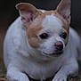 Piggy is registered to the contest to win money with this photo: animal, blurred_background, calm, chihuahua, closeup, companion, cute, dog, ears, face, fur, grass, lying_down, mammal, nose, outdoor, pet, small_dog, tan, white
