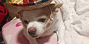 Piggy joined the competition — help win amazing prizes! animal, blanket, brown, closeup, cozy, cute, cute_pet, dog, ears, expression, face, hat, indoors, nose, pet, resting, sleepy, soft, sombrero, white