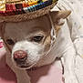 animal, blanket, brown, closeup, cozy, cute, cute_pet, dog, ears, expression, face, hat, indoors, nose, pet, resting, sleepy, soft, sombrero, white