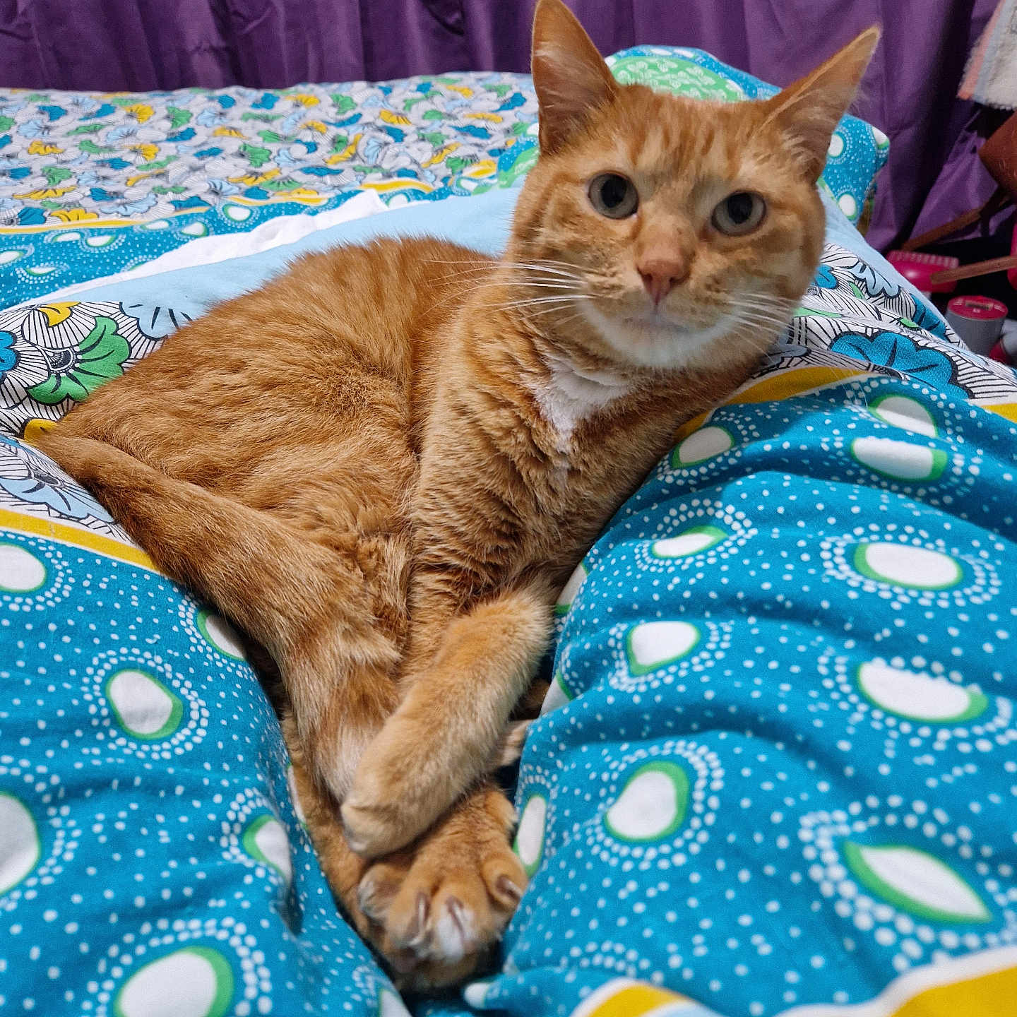 Matilo a rejoint le concours — aidez-le/la à gagner de superbes lots ! abyssinian, animal, applique, bed, bedroom, blanket, cat, couch, cushion, furniture, homedecor, indoors, kitten, linen, manx, pattern, person, pet, quilt, room