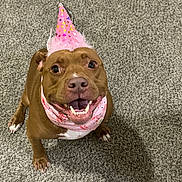 Tilly joined the competition — help win amazing prizes! dog, brown_dog, party_hat, bandana, happy, smiling, pet, canine, indoor, carpet, celebration, cute, friendly, looking_up, animal, fur, four_legs, tongue, teeth, ears