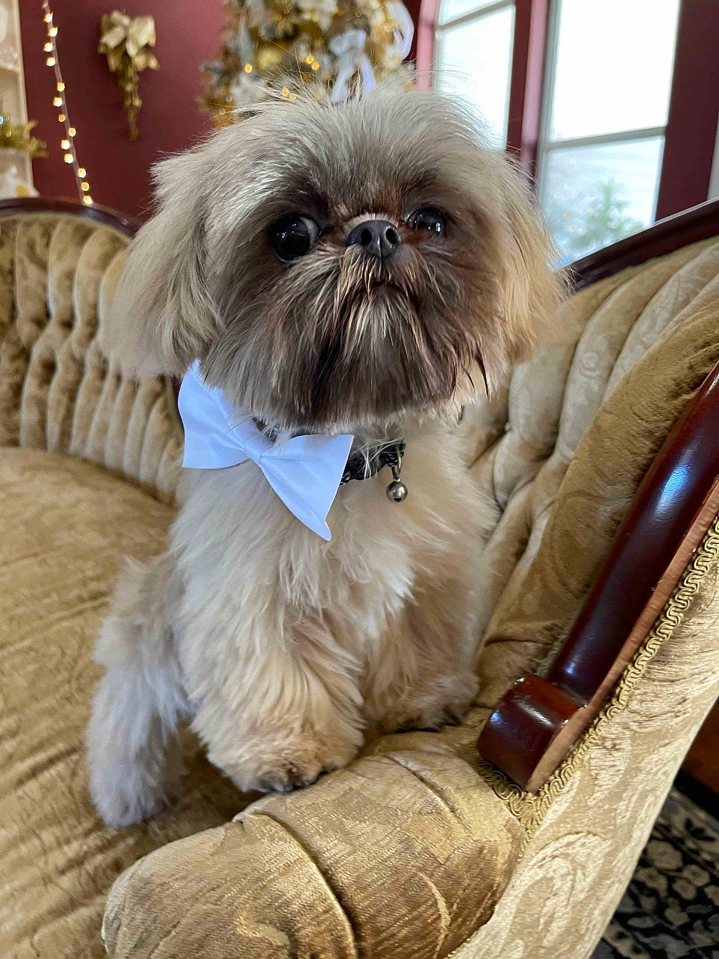 Dexter joined the competition — help win amazing prizes! canidae, carnivore, collar, comfort, companion_dog, dog, dog_breed, dog_supply, fawn, fur, liver, maltepoo, pet_supply, shih_poo, shih_tzu, snout, sporting_group, terrier, toy_dog, working_animal