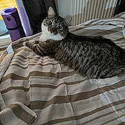 Aslo participe au concours pour gagner de l'argent avec cette photo : cat, tabby_cat, striped_bedspread, bed, indoor, shadow, yoga_mat, window, curious, feline, pet, fur, whiskers, eyes, resting, striped, domestic_animal, cute, animal, home