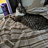 cat, tabby_cat, striped_bedspread, bed, indoor, shadow, yoga_mat, window, curious, feline, pet, fur, whiskers, eyes, resting, striped, domestic_animal, cute, animal, home