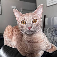 Biscuit joined the competition — help win amazing prizes! cat, orange_tabby, pet, animal, feline, close_up, indoor, leather, couch, whiskers, ears, eyes, fur, relaxed, domestic, home, portrait, sitting, face, looking