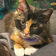 Bella joined the competition — help win amazing prizes! cat, kitten, calico, pet, animal, whiskers, paws, fur, close_up, indoor, curious, face, eyes, resting, blanket, domestic_animal, young, cute, mammal, feline