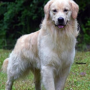 Shadow is registered to the contest to win money with this photo: dog, golden_retriever, outdoor, grass, animal, pet, canine, mammal, fur, nature, standing, tongue_out, portrait, friendly, happy, greenery, forest, daylight, cute, fluffy