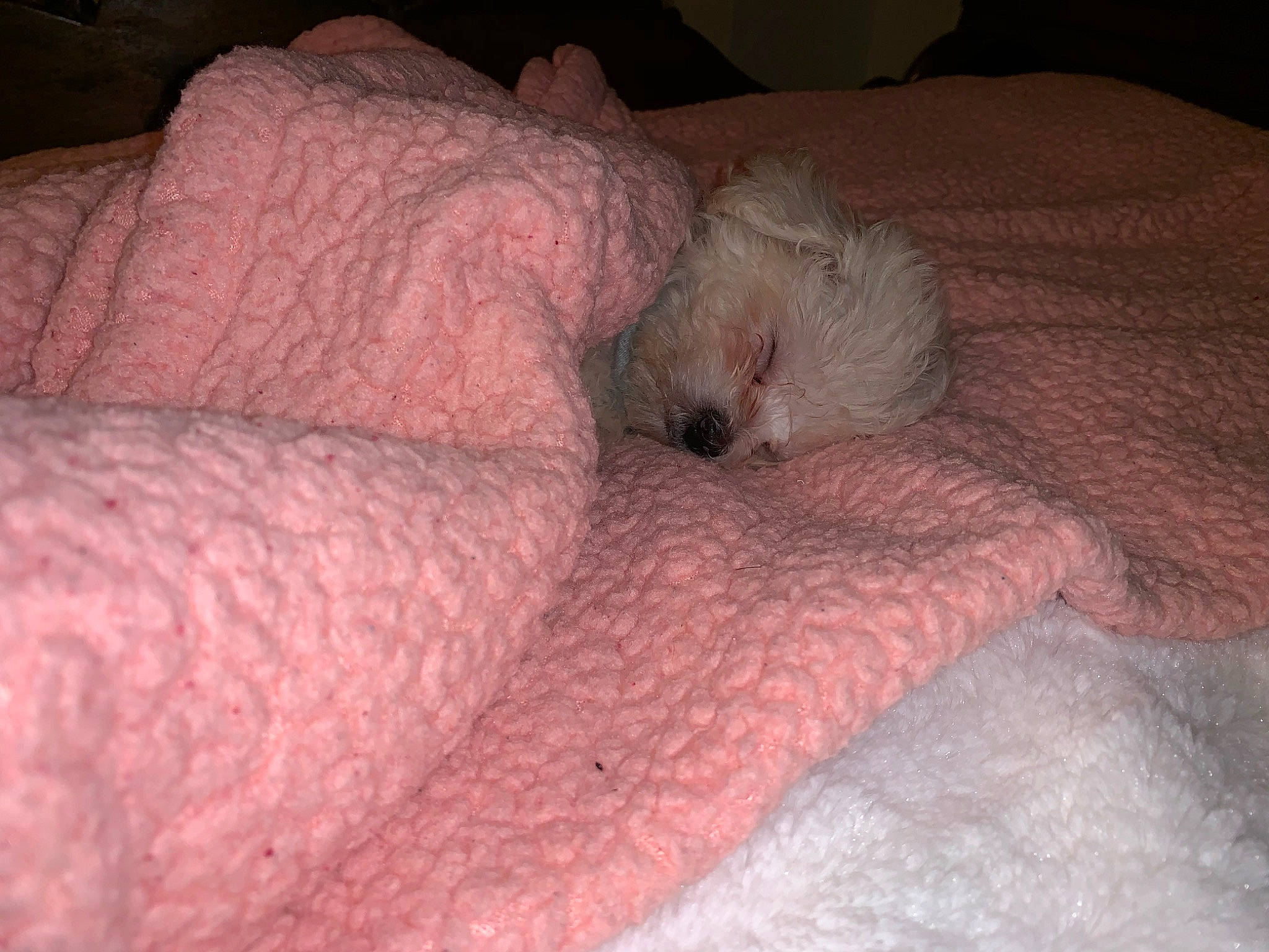 Tofu is registered to the contest to win money with this photo: bichon, canidae, carnivore, companion_dog, dog, dog_breed, maltese, nap, non_sporting_group, puppy, toy_dog, west_highland_white_terrier