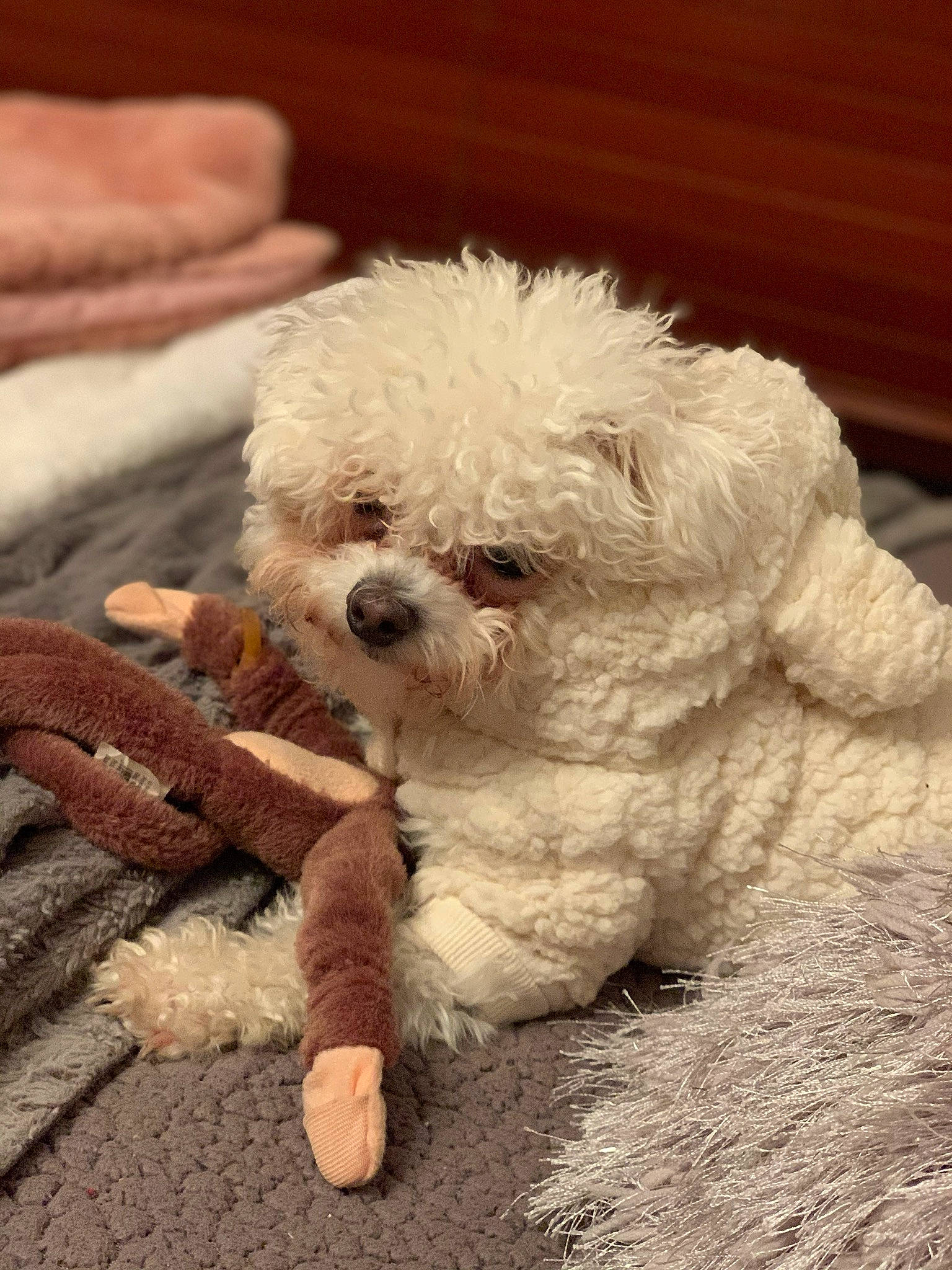 Tofu joined the competition — help win amazing prizes! bichon, bichon_frise, bolognese, bolonka, canidae, carnivore, companion_dog, dog, dog_breed, eye, havanese, maltepoo, maltese, mammal, nose, poodle_crossbreed, puppy, snout, toy_poodle, vertebrate