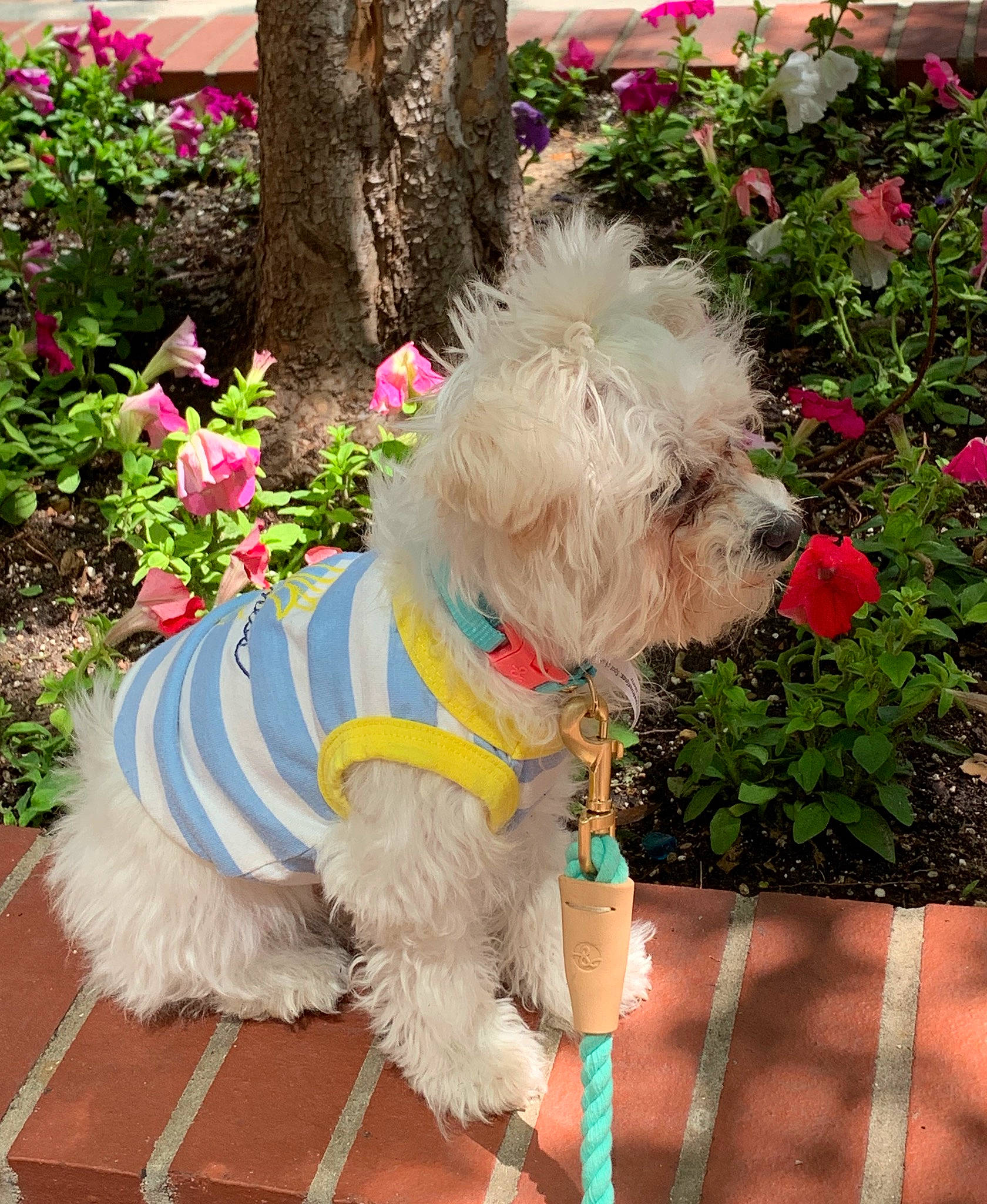 Tofu joined the competition — help win amazing prizes! bolonka, canidae, carnivore, companion_dog, dog, dog_breed, dog_clothes, dog_collar, leash, maltepoo, maltese, mammal, rare_breed_dog, schnoodle, sporting_group, sporting_lucas_terrier, terrier, toy_dog, vertebrate, west_highland_white_terrier