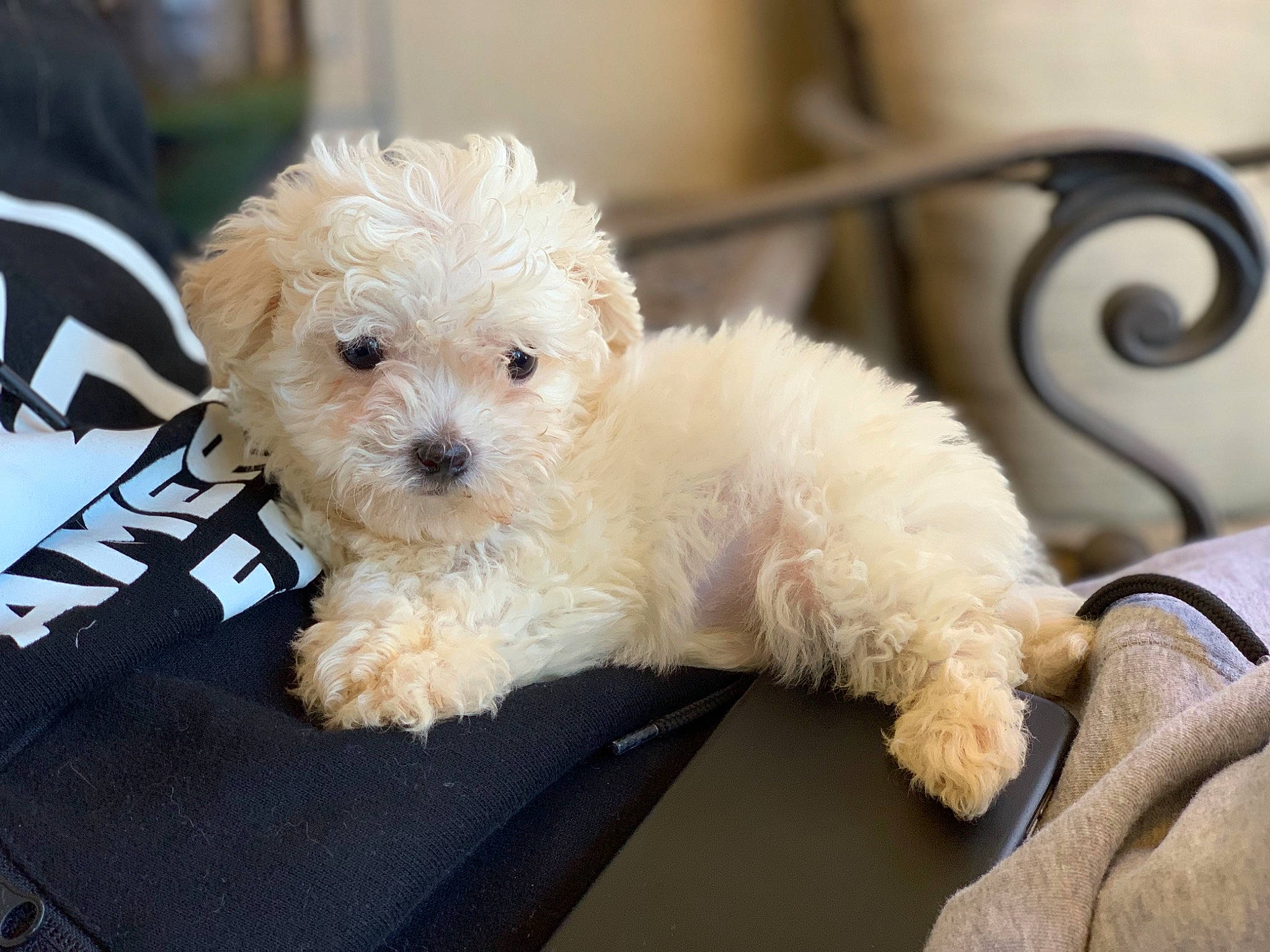 Tofu is registered to the contest to win money with this photo: bichon, bichon_frise, bolognese, canidae, carnivore, companion_dog, dog, dog_breed, havanese, maltepoo, maltese, mammal, miniature_poodle, poodle, poodle_crossbreed, puppy, schnoodle, shih_poo, toy_poodle, vertebrate