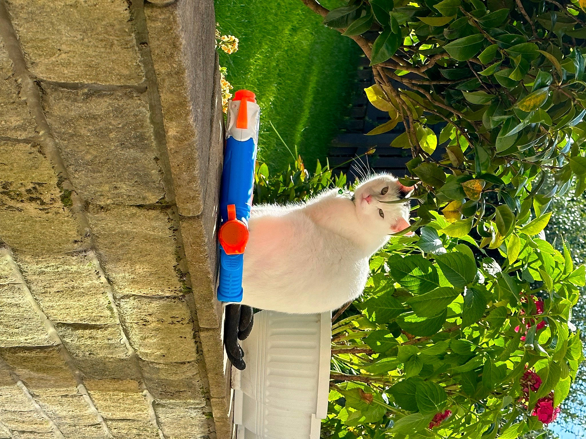 George is registered to the contest to win money with this photo: art, beak, branch, cockatoo, comb, electric_blue, fish, fruit, grass, parrot, people_in_nature, plant, sulphur_crested_cockatoo, tail, tree, trunk, wildlife, wing, wood, woody_plant