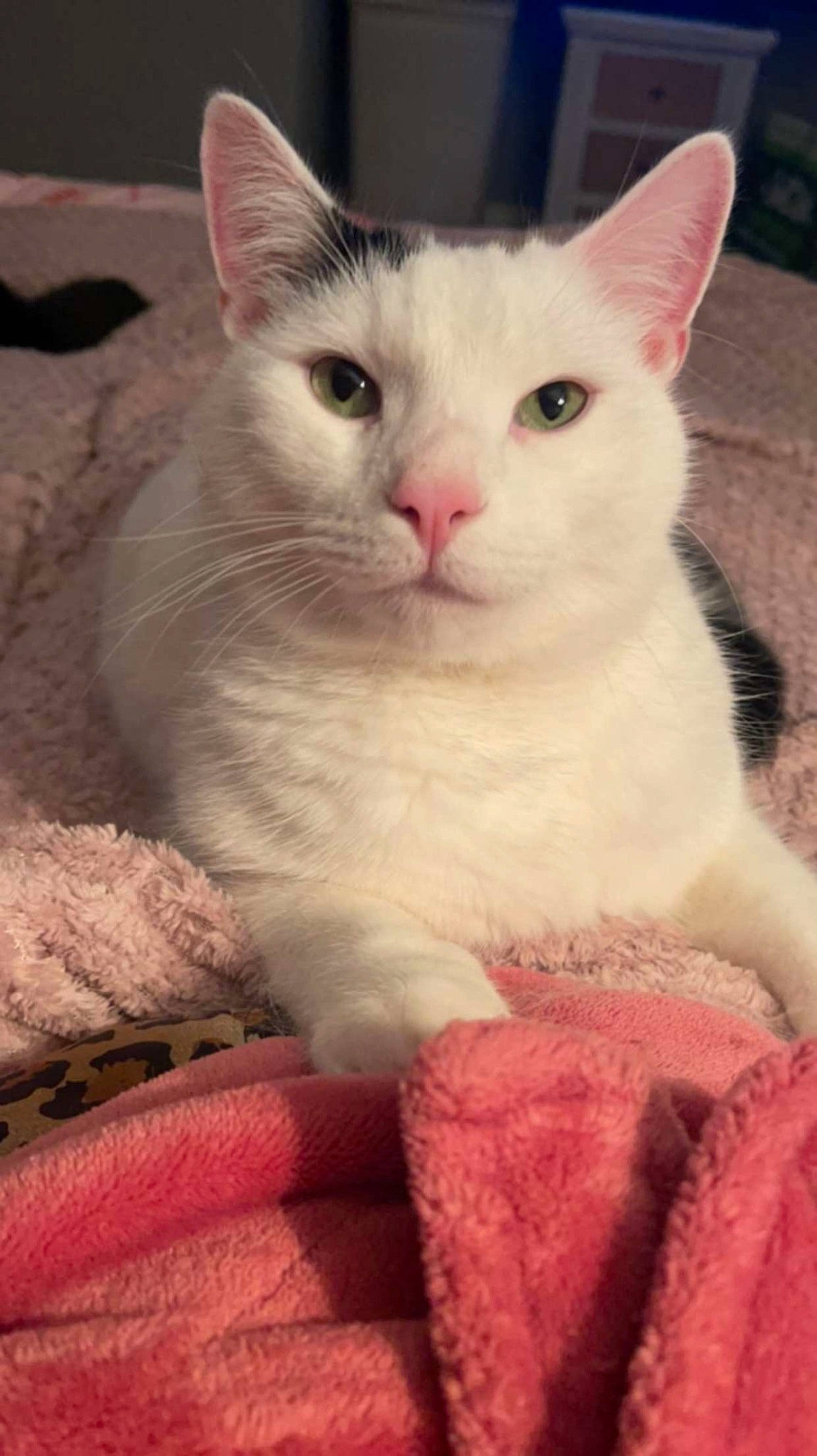 George joined the competition — help win amazing prizes! carnivore, cat, cat_bed, cat_supply, claw, comfort, domestic_short_haired_cat, felidae, fur, paw, pet_supply, photo_caption, pink, small_to_medium_sized_cats, snout, tail, whiskers