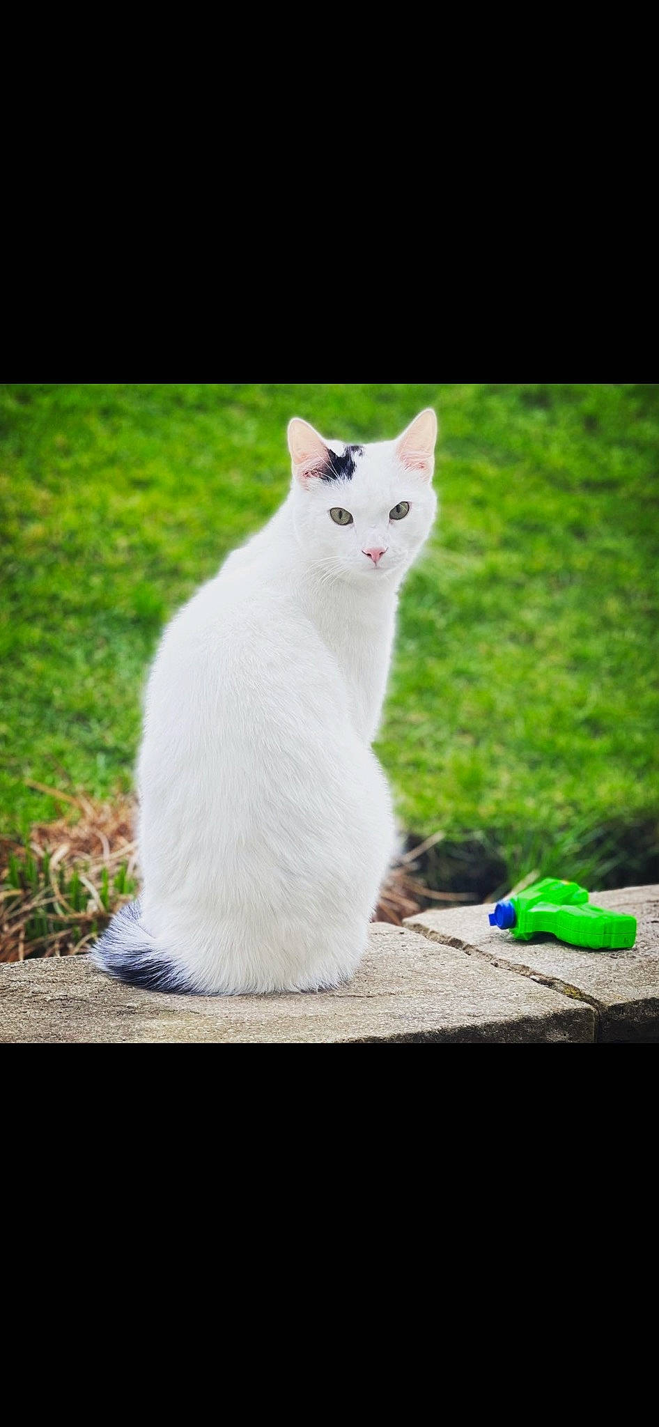 George joined the competition — help win amazing prizes! carnivore, cat, domestic_short_haired_cat, eye, felidae, fur, grass, head, plant, sitting, small_to_medium_sized_cats, snout, tail, terrestrial_animal, whiskers