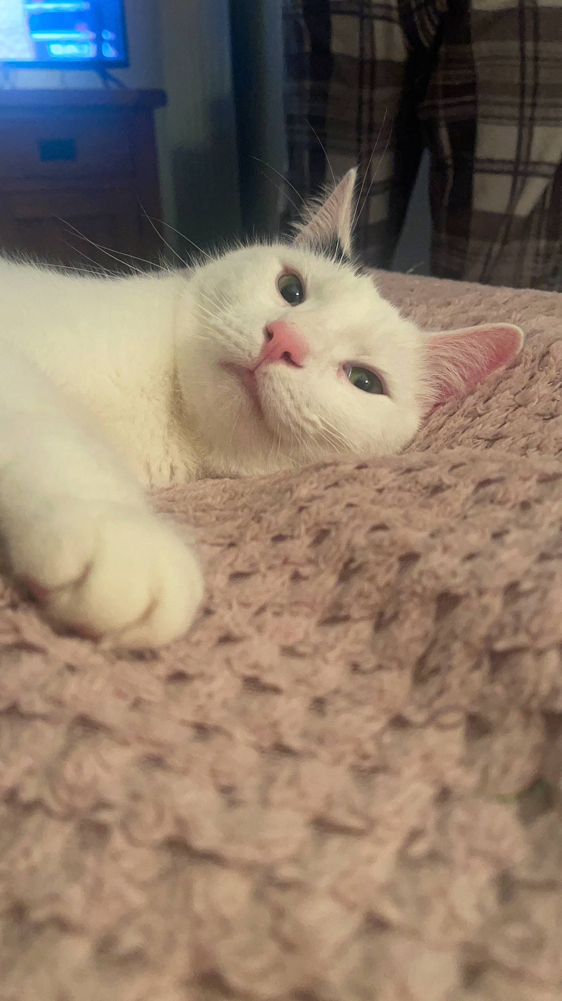 George joined the competition — help win amazing prizes! carnivore, cat, claw, cloud, comfort, domestic_short_haired_cat, fawn, felidae, flooring, foot, fur, hardwood, paw, small_to_medium_sized_cats, snout, tail, whiskers, wood