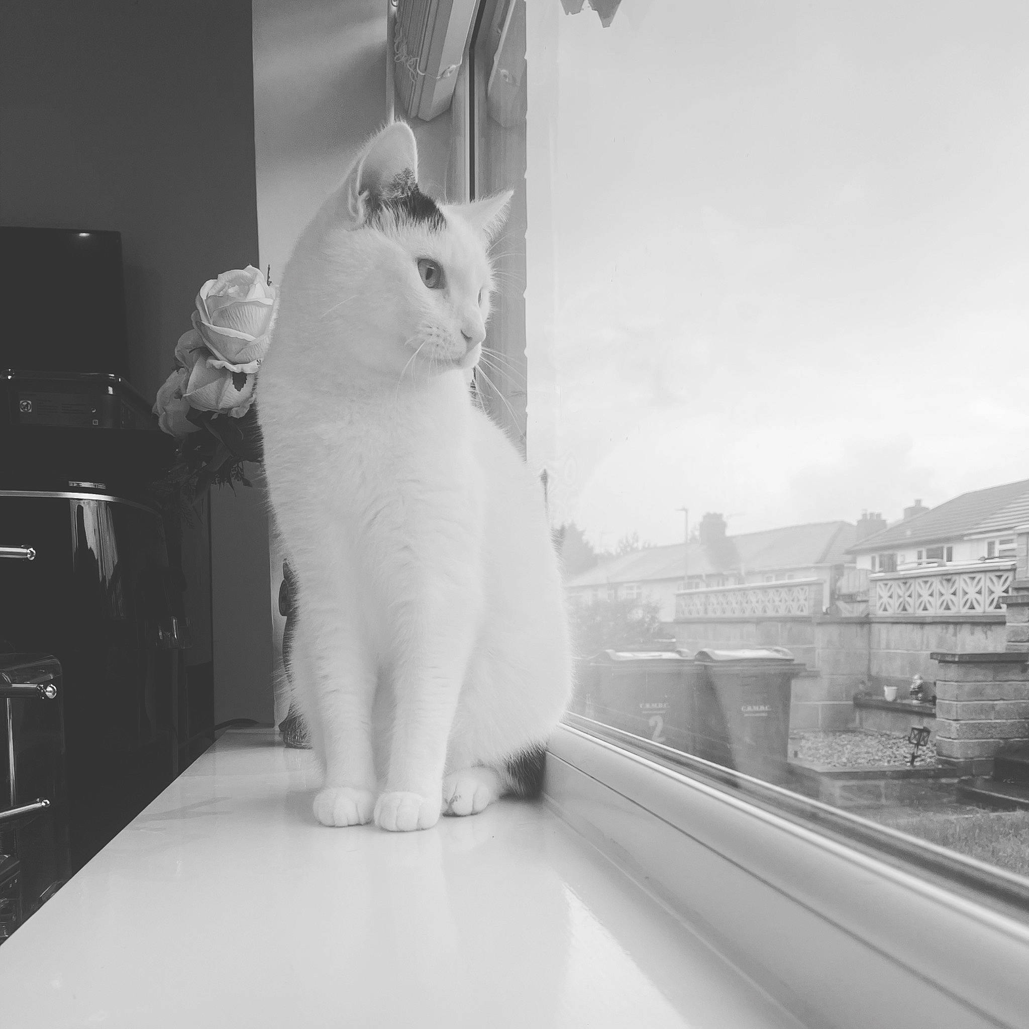 George is registered to the contest to win money with this photo: black_and_white, carnivore, cat, domestic_short_haired_cat, felidae, fur, grey, monochrome, monochrome_photography, paw, plant, sitting, sky, small_to_medium_sized_cats, snout, style, symmetry, tail, whiskers, white