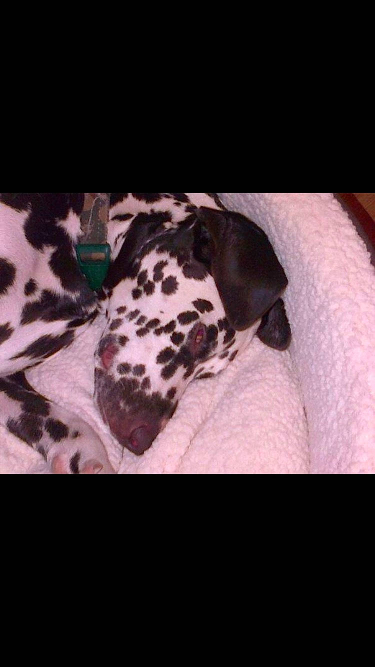 Dana joined the competition — help win amazing prizes! canidae, carnivore, companion_dog, dalmatian, dog, dog_breed, fawn, felidae, font, fur, linens, monochrome_photography, pattern, sleeve, small_to_medium_sized_cats, snout, sporting_group, terrestrial_animal, whiskers, working_animal