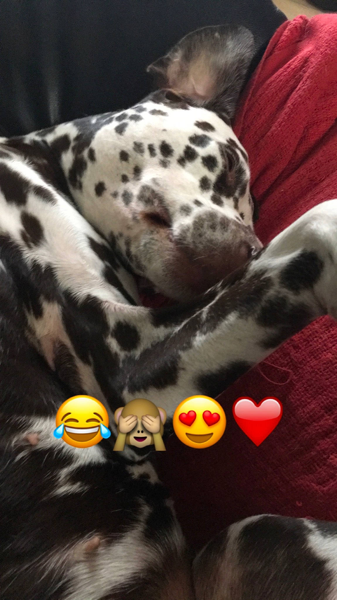 Dana joined the competition — help win amazing prizes! black, carnivore, companion_dog, dalmatian, dog, dog_breed, dog_supply, fawn, fur, jaguar, mammal, organism, pet_supply, snout, terrestrial_animal, toy, vertebrate, whiskers, white, working_animal