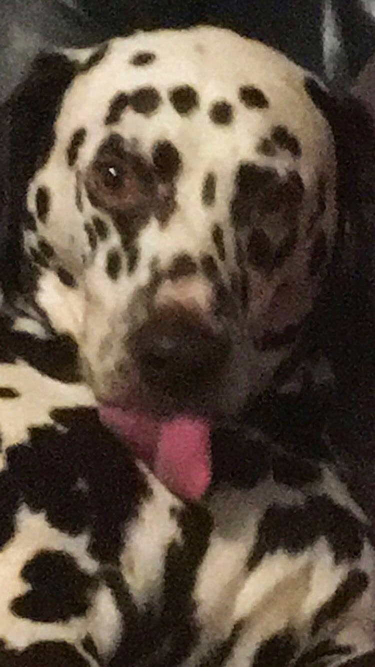 Dana is registered to the contest to win money with this photo: black, canidae, carnivore, close_up, companion_dog, dalmatian, dog, dog_breed, fawn, fur, head, mammal, non_sporting_group, snout, sporting_group, terrestrial_animal, toy, whiskers, white, working_animal