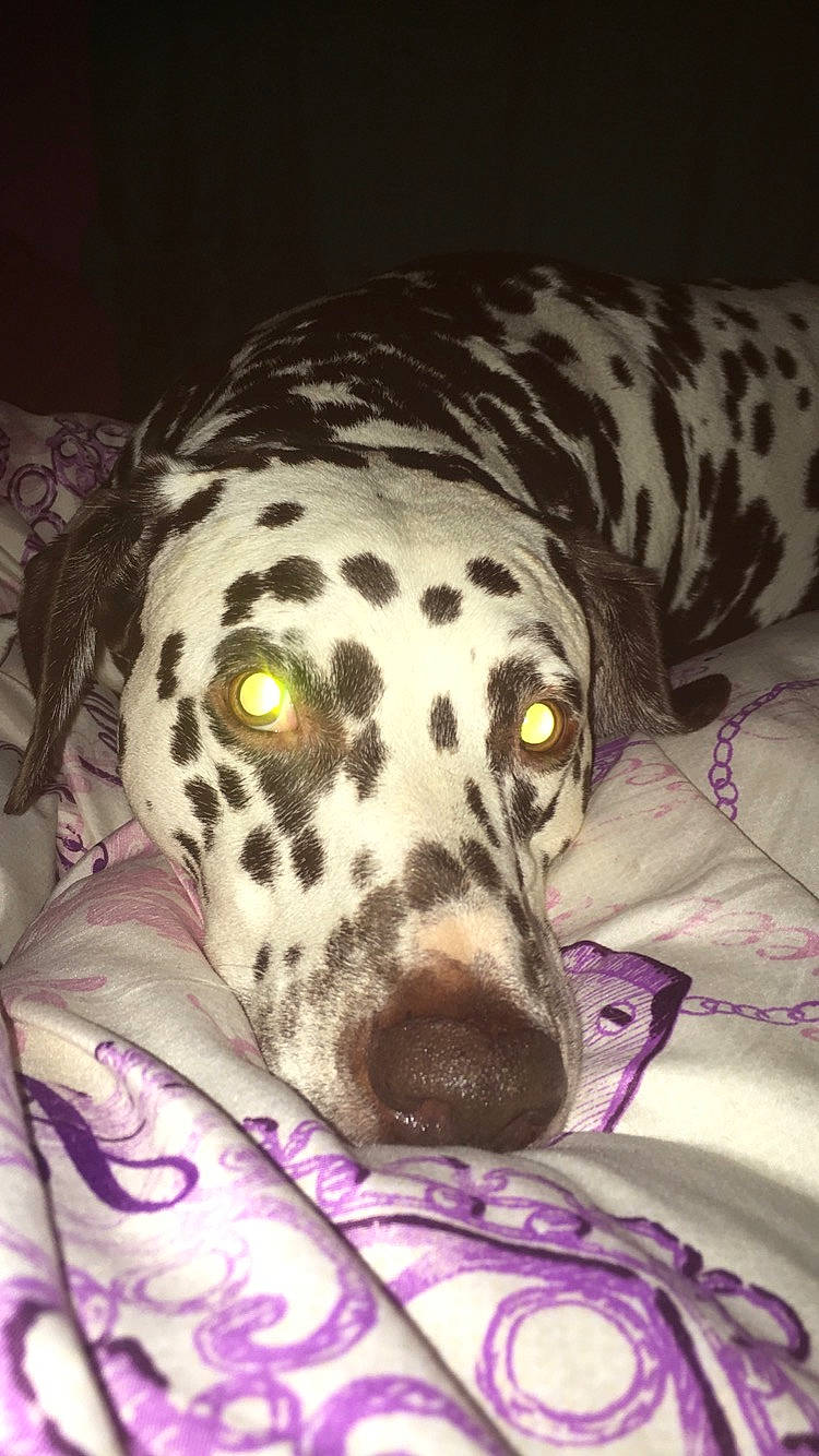 Dana joined the competition — help win amazing prizes! canidae, carnivore, companion_dog, dalmatian, dog, dog_breed, dog_supply, fawn, fur, non_sporting_group, pattern, snout, sporting_group, terrestrial_animal, whiskers, working_animal