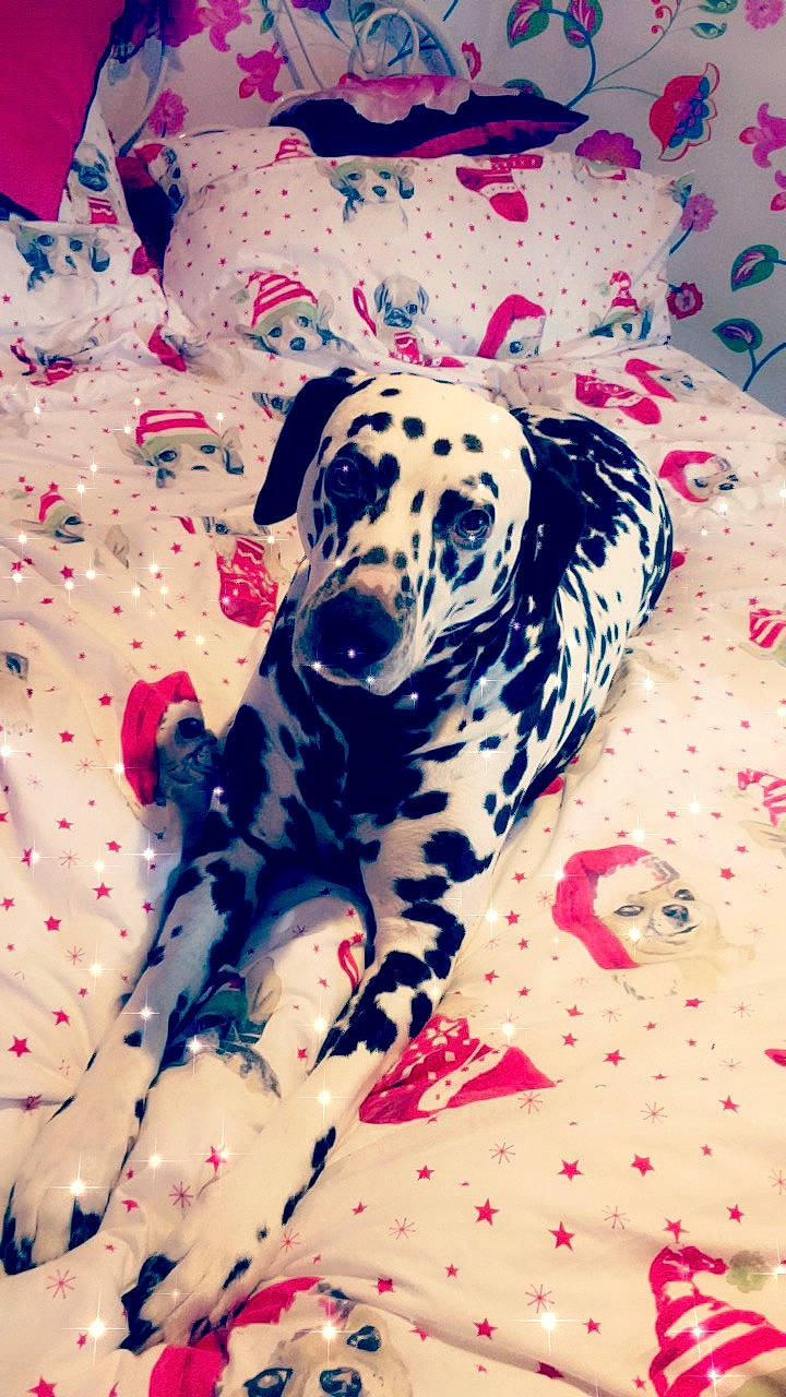 Dana joined the competition — help win amazing prizes! carnivore, companion_dog, dalmatian, dog, dog_breed, dog_supply, electric_blue, fawn, foot, fur, liquid, non_sporting_group, pattern, paw, snout, sporting_group, terrestrial_animal, whiskers, working_animal, working_dog