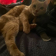 Nacho is registered to the contest to win money with this photo: animal, bedroom, blanket, cat, cozy, curious, cute, domestic_cat, ears, feline, fur, indoor, orange_cat, paw, pet, relaxed, resting, soft_lighting, stretching, whiskers
