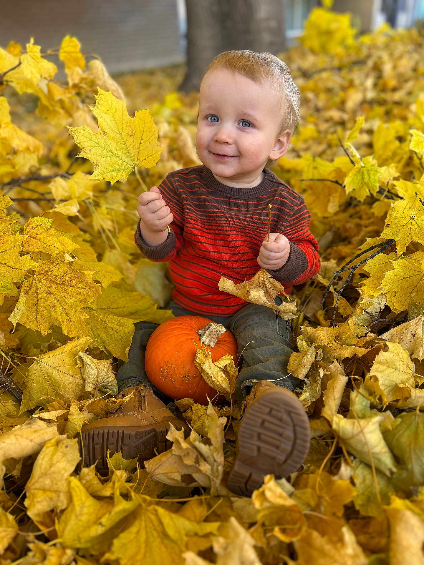 Phineas joined the competition — help win amazing prizes! toddler, child, autumn, fall_leaves, pumpkin, outdoor, smiling, blue_eyes, boots, sweater, yellow_leaves, nature, seasonal, cute, portrait, sitting, playful, fall_foliage, happy, young_child