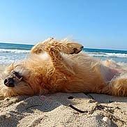 Gaston a rejoint le concours — aidez-le/la à gagner de superbes lots ! beach, belly_up, canine, coastline, cute, dog, fur, lying_down, nose, ocean, outdoor, paws, pet, playful, relaxed, sand, seashore, sky, sunshine, waves