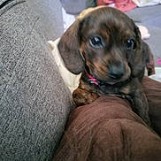 Willow is registered to the contest to win money with this photo: puppy, dog, dachshund, brown, couch, indoor, pet, young, floppy_ears, cute, fur, animal, domestic_animal, closeup, soft, living_room, cushion, relaxing, small, companion