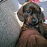 puppy, dog, dachshund, brown, couch, indoor, pet, young, floppy_ears, cute, fur, animal, domestic_animal, closeup, soft, living_room, cushion, relaxing, small, companion
