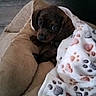 puppy, dog, blanket, paw_prints, bed, cozy, indoor, floor, wood_floor, brown, cute, pet, snuggled, soft, resting, animal, young_dog, comfort, furniture, domestic_animal